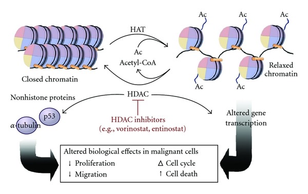 Histone acetylation and deacetylation