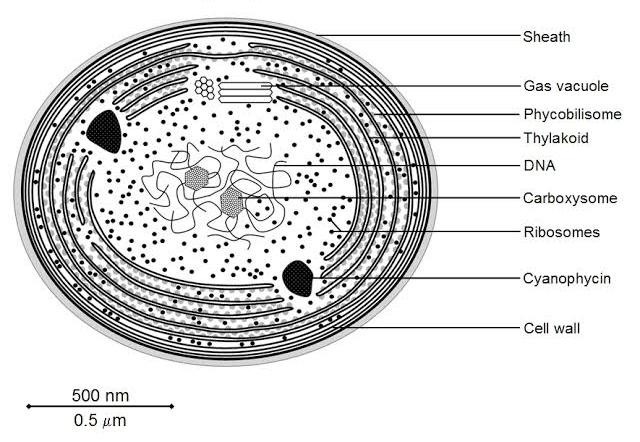 Cell structure of cyanobacteria