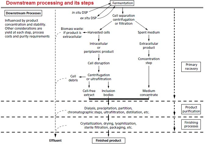 Downstream processing and its steps
