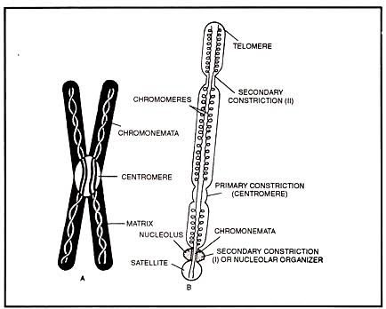 Morphology of chromosomes