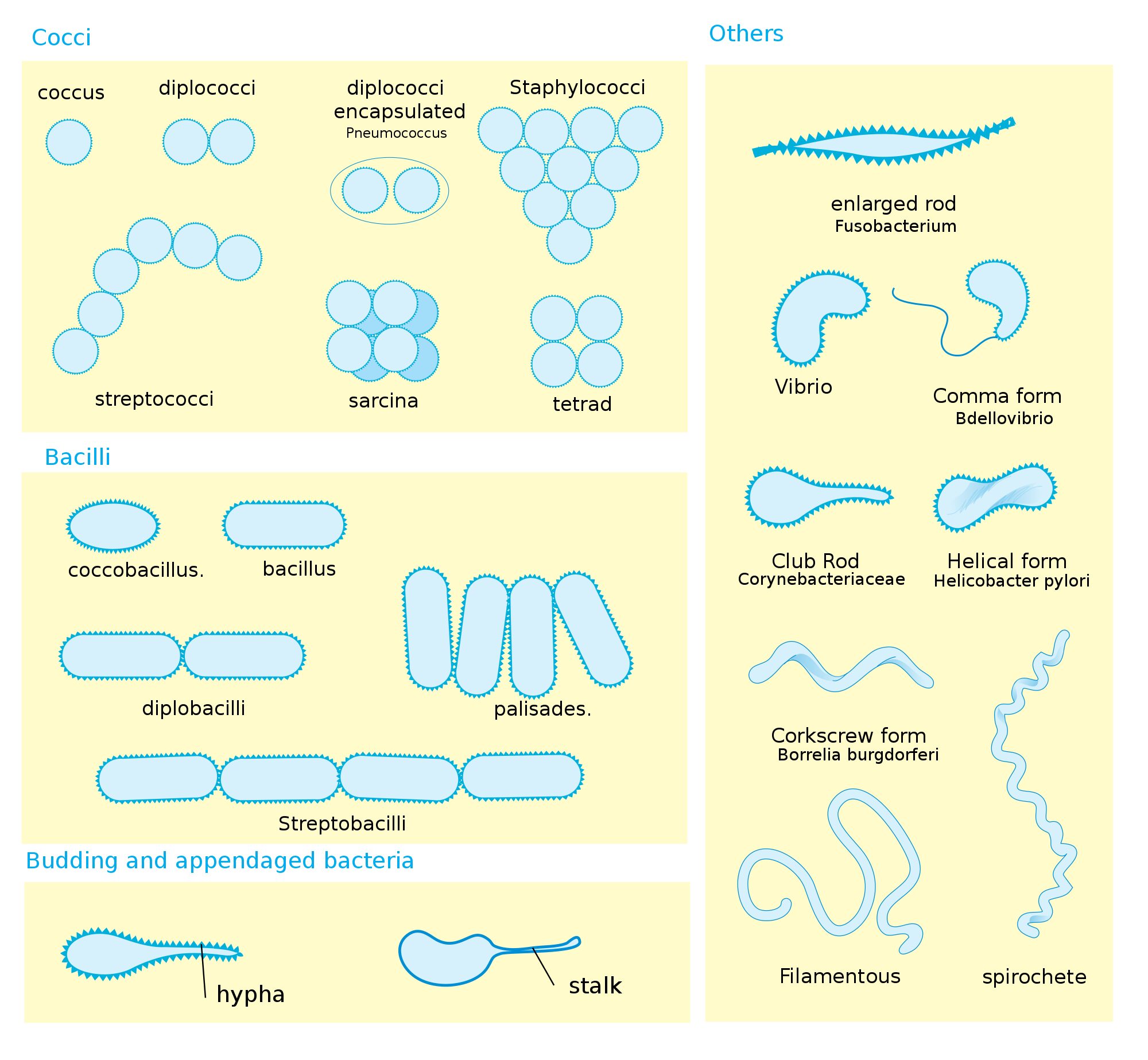 arrangement of Bacteria