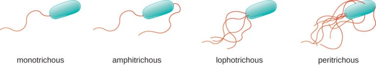 Bacteria Shape Size Structure And Other Membrane Microbiology Notes