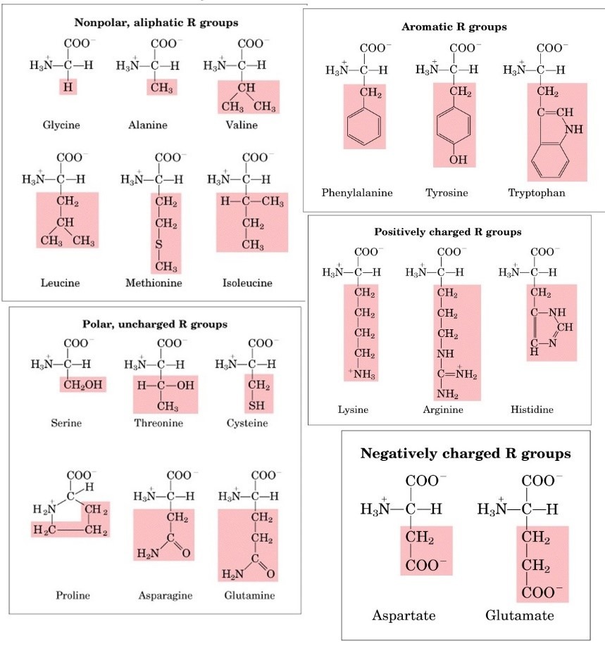 Classifications of amino acids