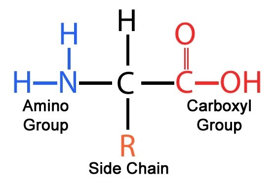 General structure of amino acid