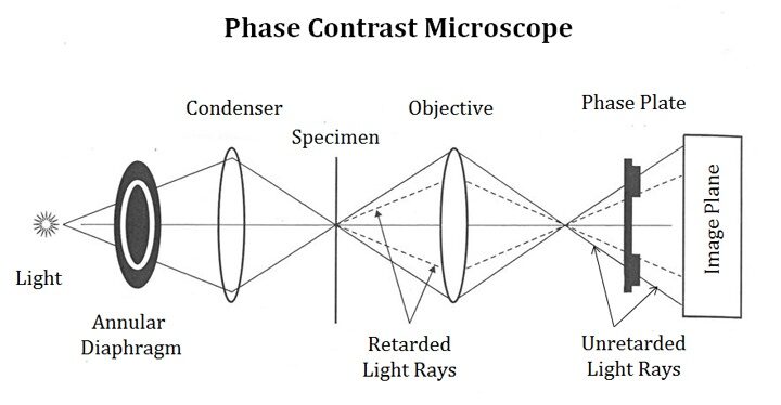 Phase contrast microscope
