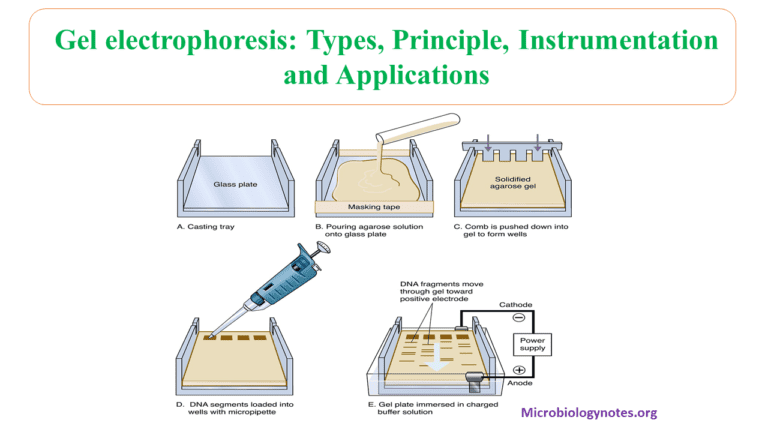 Gel Electrophoresis Types Principles Instrumentation And