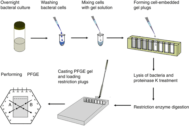 Pulse field gel electrophoresis (PFGE)