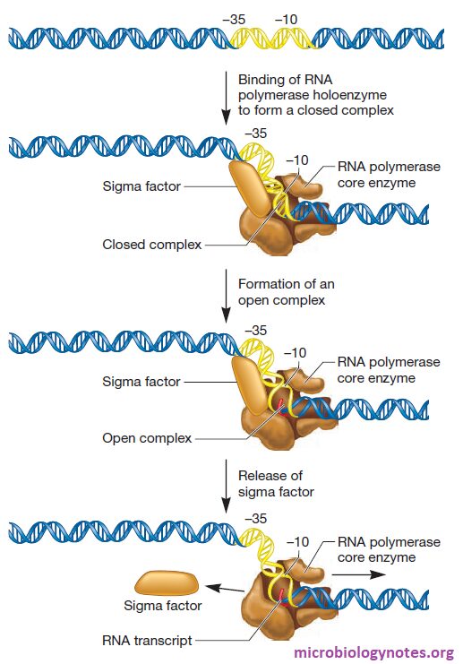 The Initiation of Transcription in Bacteria