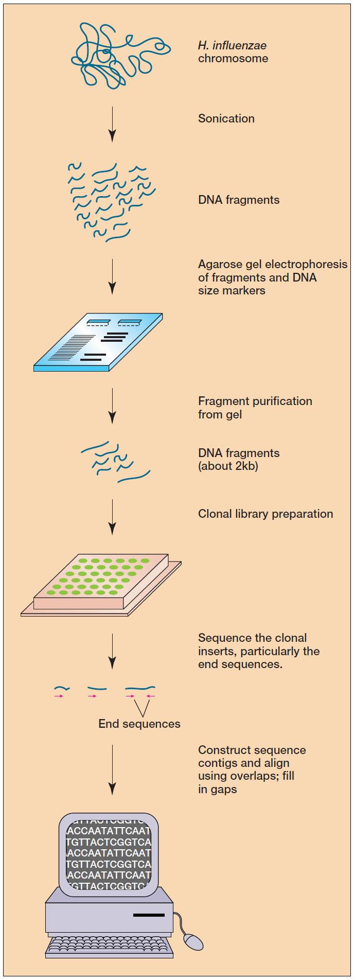 Whole-Genome Shotgun Sequencing