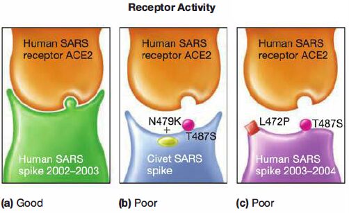 Host Range of SARS-CoV Is Determined by Several Amino Acid Residues in the Spike Protein