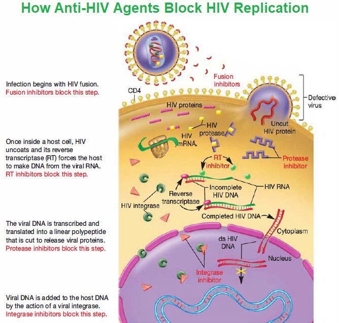 How Anti-HIV Agents Block HIV Replication