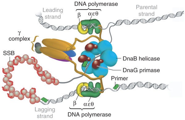 Overview of DNA Replication in eukaryotes