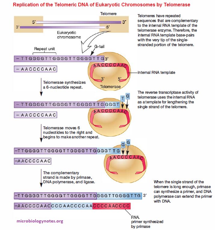 Replication of the Telomeric DNA of Eukaryotic Chromosomes by Telomerase