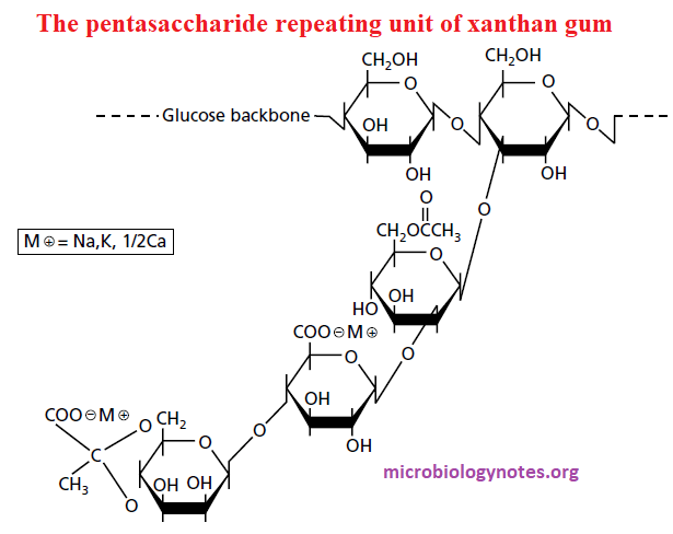 Xanthan Gum Polysaccharides