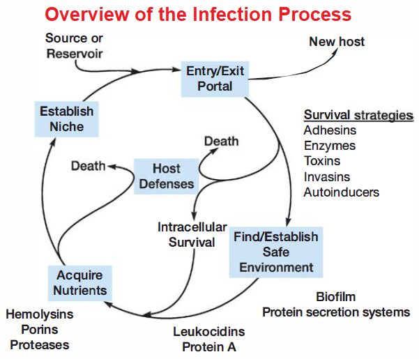 Overview of the Infection Process