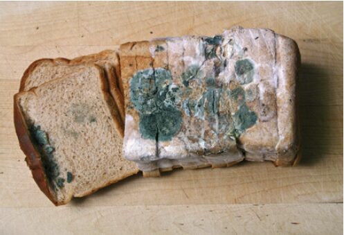 A typical blue-gray Penicillium mold growing on a loaf of bread