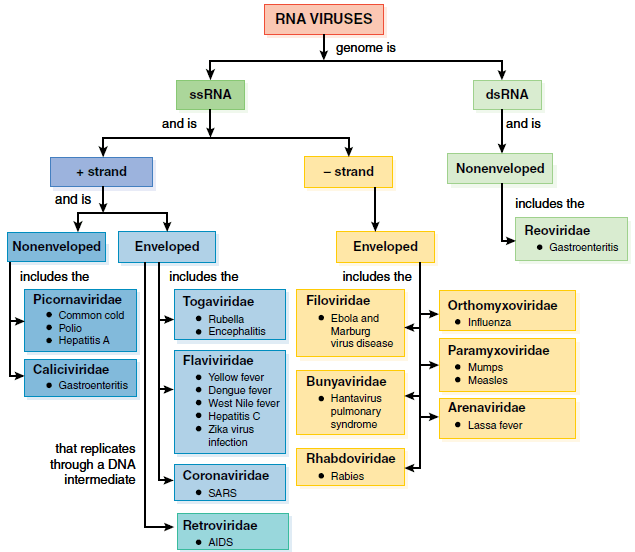 Classification for the Medically relevant Human Viruses