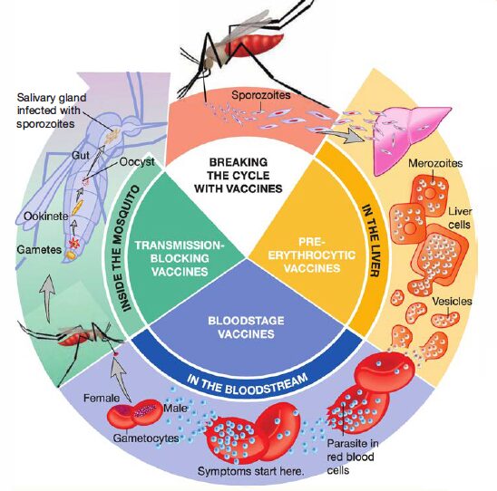 Malaria Vaccine Strategies