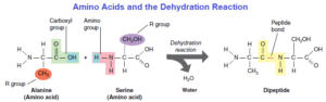 Amino Acids and the Dehydration Reaction