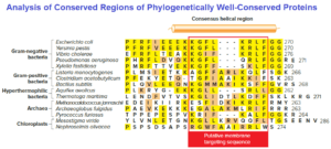 Analysis of Conserved Regions of Phylogenetically Well-Conserved Proteins