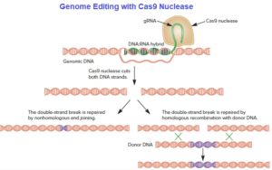 Genome Editing with Cas9 Nuclease