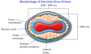Morphology of Vaccinia Virus Virions