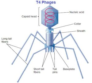 structure of T4 bacteriophage virion