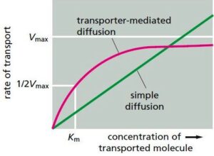 Kinectics of transport mediated diffusion and simple diffusion
