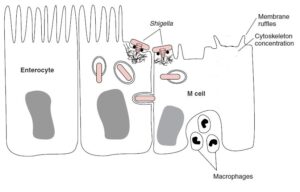 Schematic representation of invasion of Shigella in the M cells