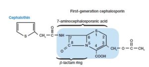  First Generation Cephalosporin