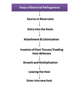 Steps of Bacterial Pathogenesis at glance