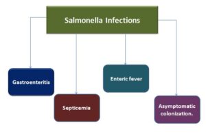 Types of Salmonella Infections