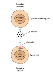 Induction of the cytokines and its work