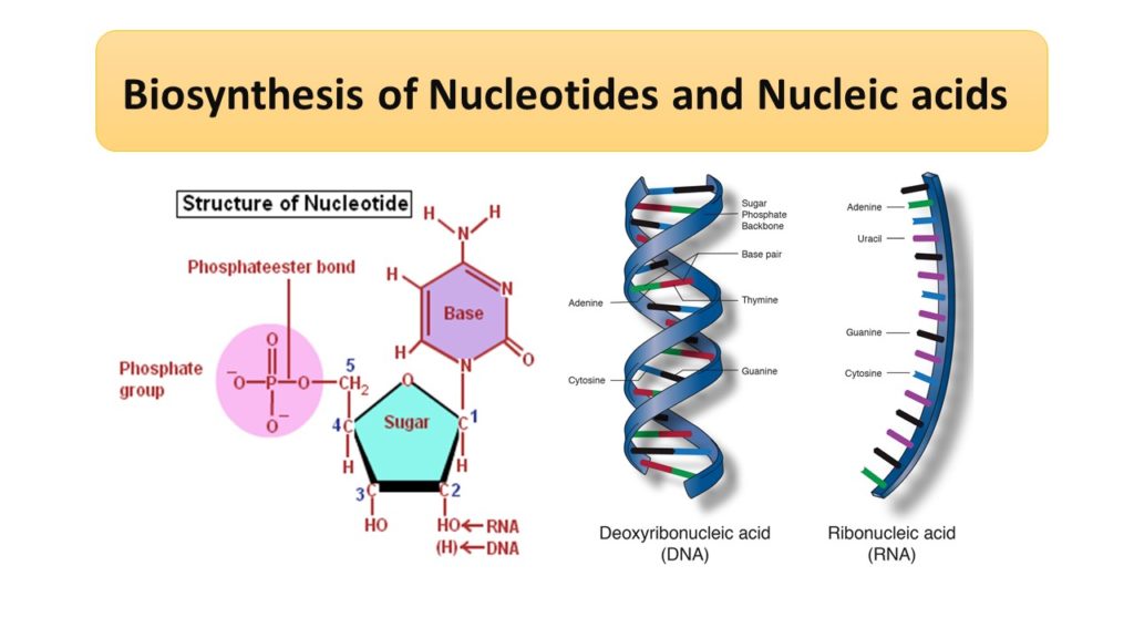 Biosynthesis Of Nucleic Acids Microbiology Notes