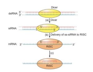 RNA-mediated gene silencing