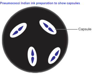 Pneumococci. Indian ink preparation to show capsules
