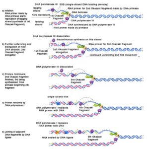 DNA replication in prokaryotes - Microbiology Notes