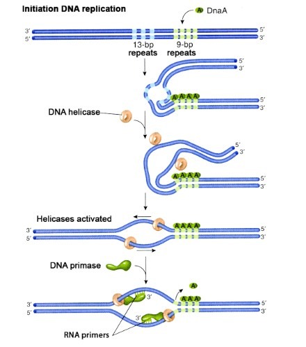 E.coli DNA replication