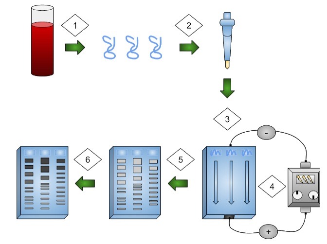 western blot steps western blot steps