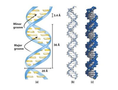 Major and Minor groove of DNA