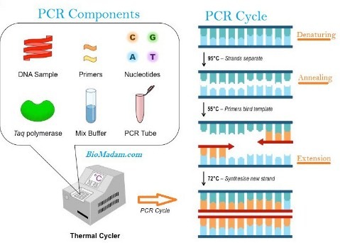 PCR Components