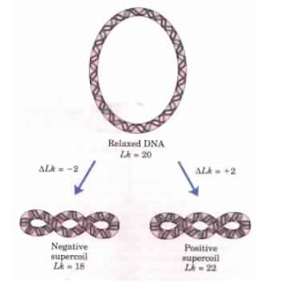 Supercoiling of DNA