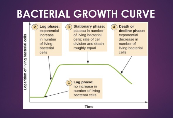 Bacterial Growth Curve