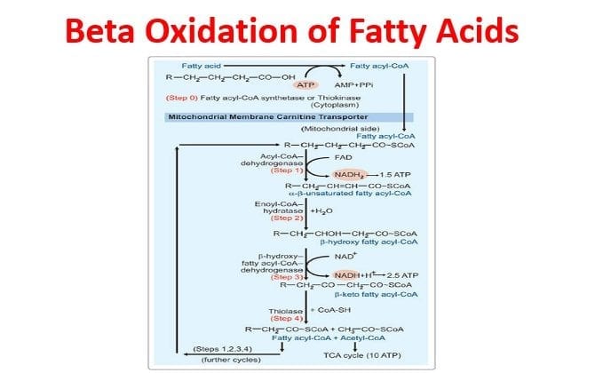 Beta Oxidation Diagram