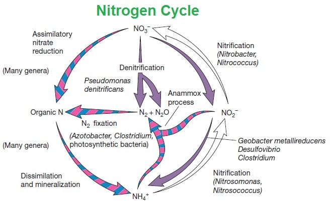 nitrogen cycle