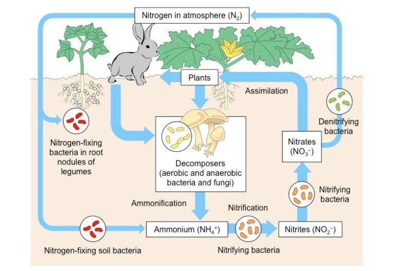 what-is-nitrogen-fixation-the-tree-center