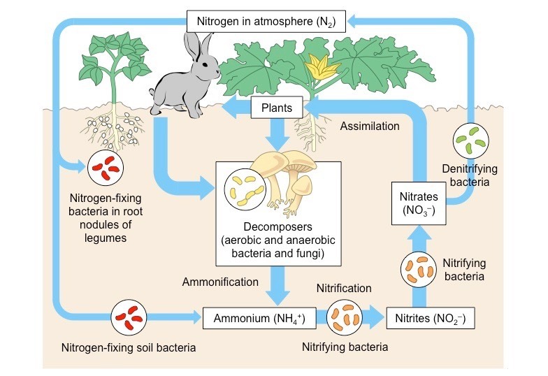 nitrogen-cycle-steps-of-nitrogen-cycle