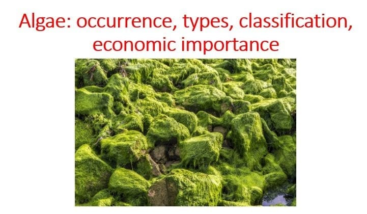 algae-occurrence-classification-and-economic-importance