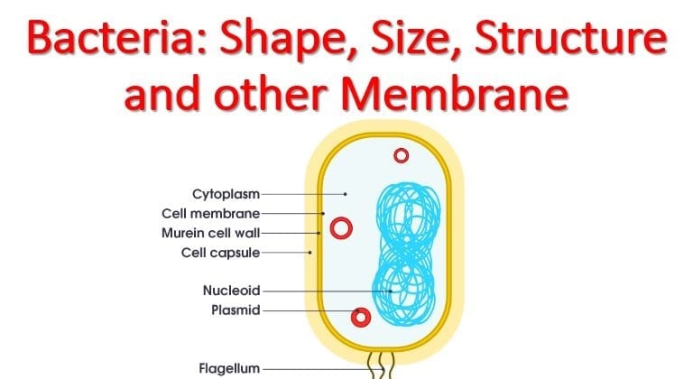 bacteria shapes and sizes bacteria shapes and sizes