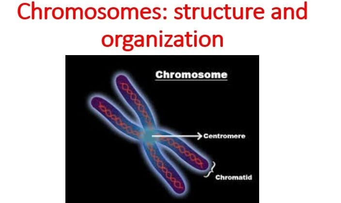 cellprofiler identify chromosomes